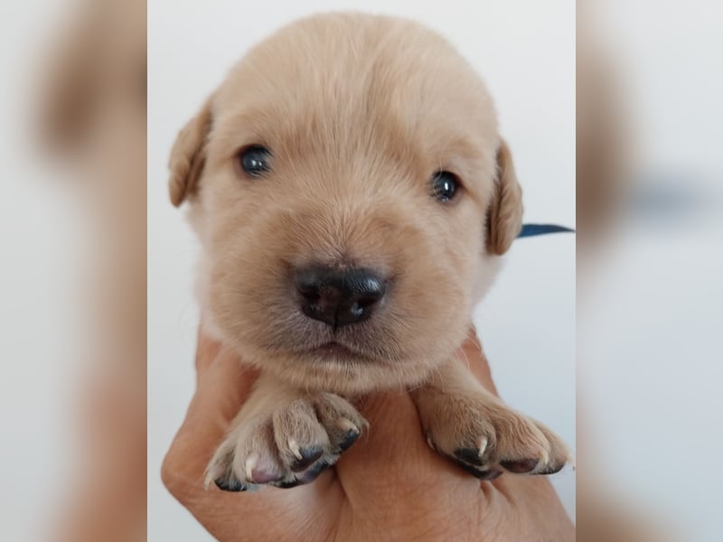 Welpen Nova Scotia Duck Tolling Retriever X Labrador Retriever Blond