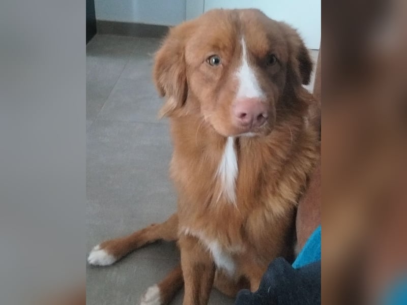 Welpen Nova Scotia Duck Tolling Retriever X Labrador Retriever Blond