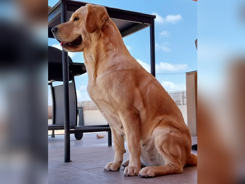 Welpen Nova Scotia Duck Tolling Retriever X Labrador Retriever Blond