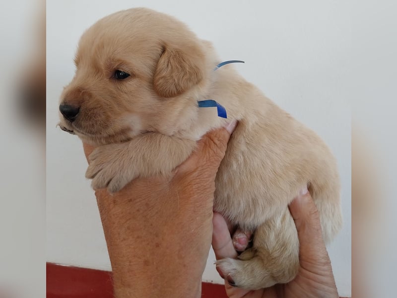 Welpen Nova Scotia Duck Tolling Retriever X Labrador Retriever Blond