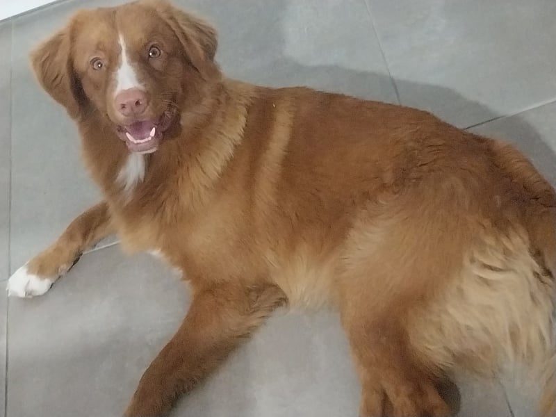 Welpen Nova Scotia Duck Tolling Retriever X Labrador Retriever Blond