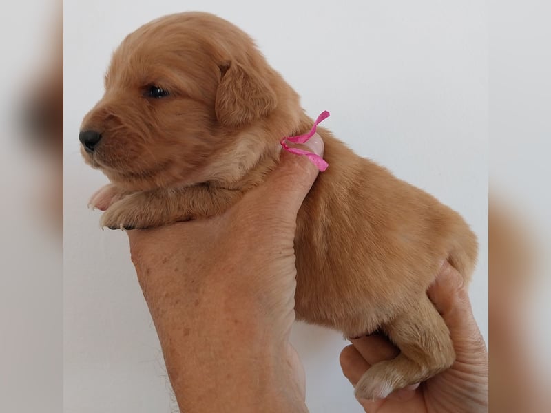Welpen Nova Scotia Duck Tolling Retriever X Labrador Retriever Blond