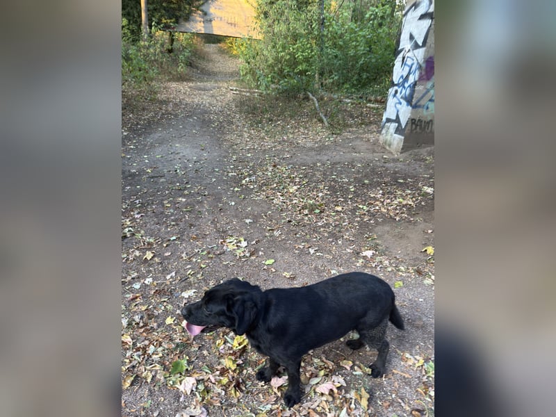 Labrador