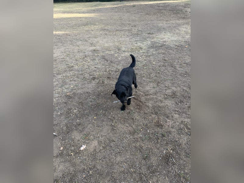 Labrador