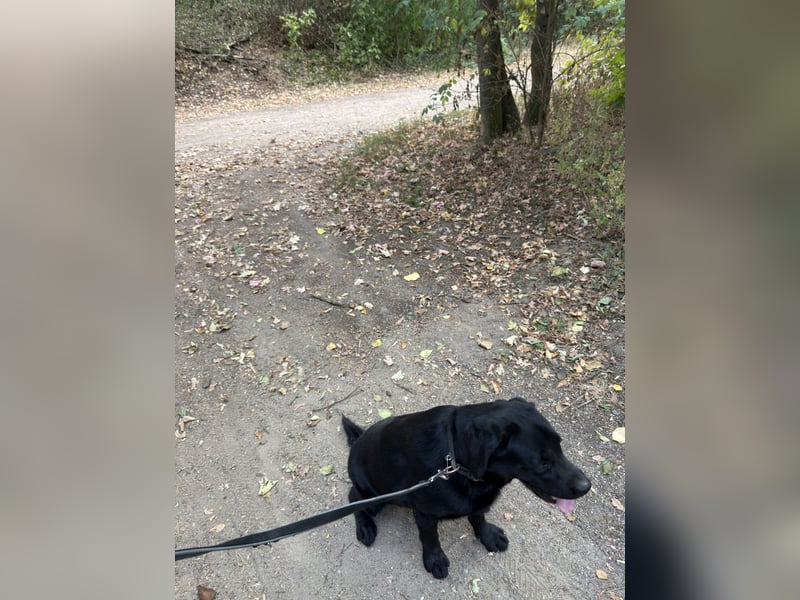 Labrador