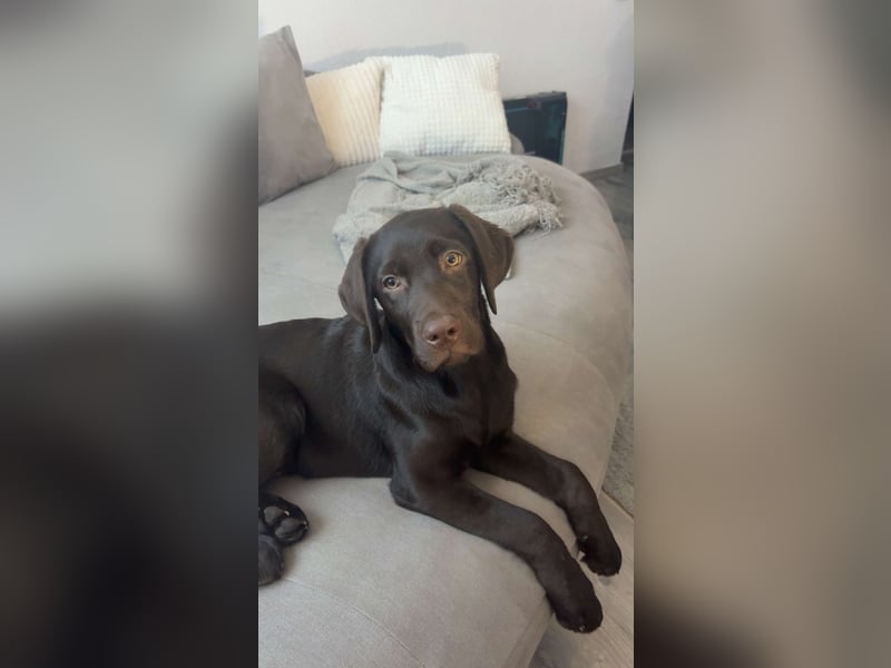 Labrador-Rüde Toffy sucht ein liebevolles Zuhause