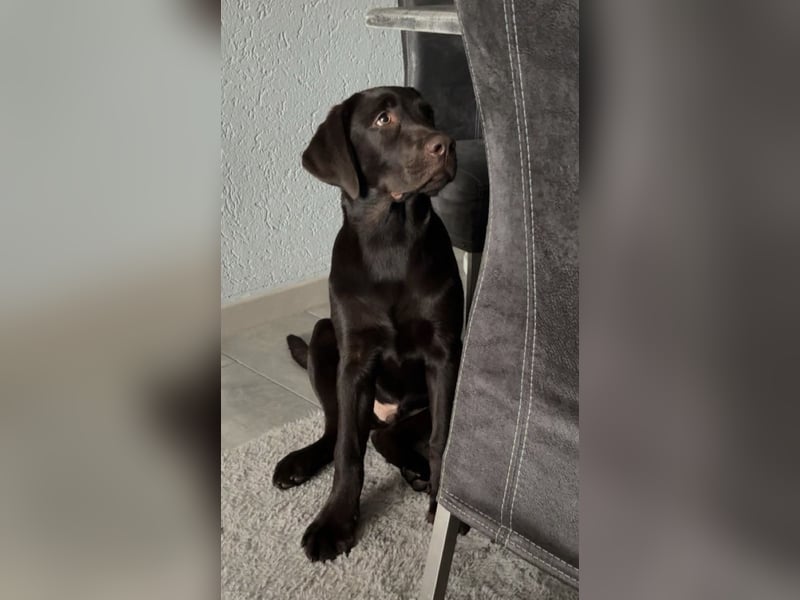 Labrador-Rüde Toffy sucht ein liebevolles Zuhause