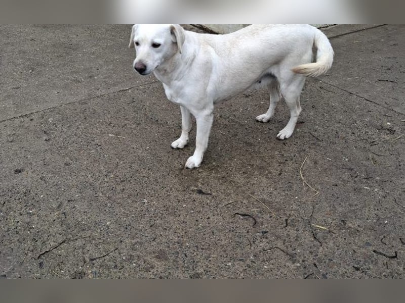 Labrador Hündin Cantata