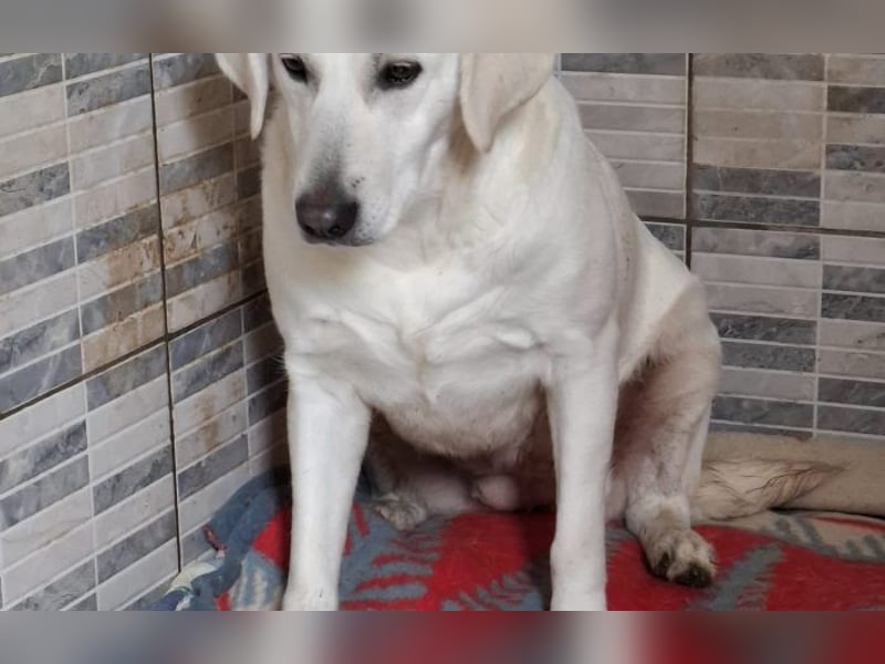 Labrador Hündin Cantata