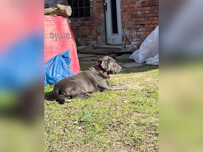 Labrador-Hündin (Charcole) Arbeitslinie