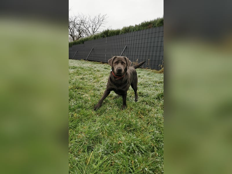 Labrador-Hündin (Charcole) Arbeitslinie