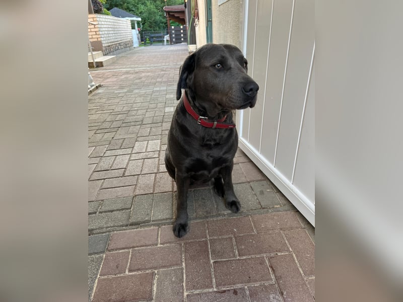 Labrador-Hündin (Charcole) Arbeitslinie