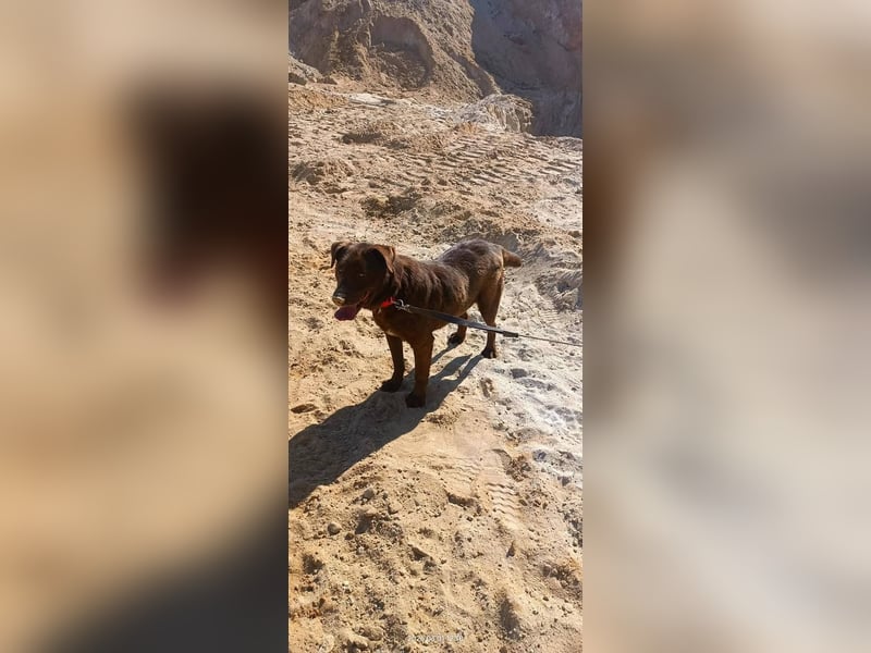 Toni - Labrador Schoko sucht sein Zuhause