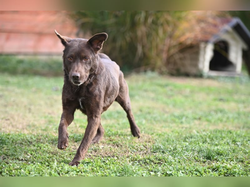 Toni - Labrador Schoko sucht sein Zuhause