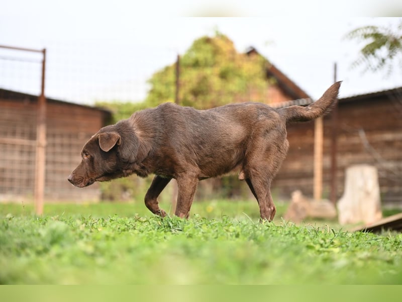 Toni - Labrador Schoko sucht sein Zuhause