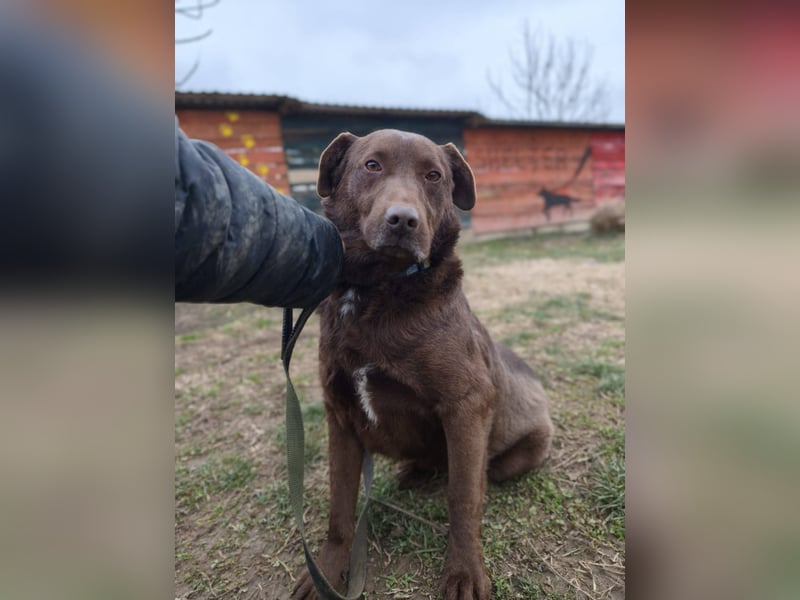 Toni - Labrador Schoko sucht sein Zuhause