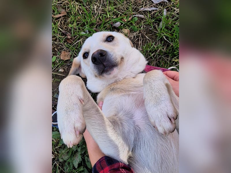 Lea – blonde Labradorretrivermischlingshündin