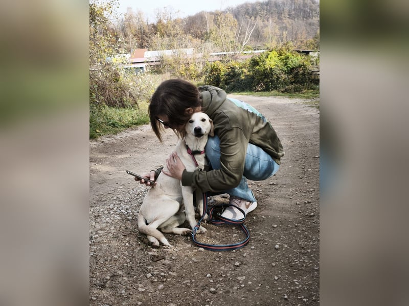 Lea – blonde Labradorretrivermischlingshündin