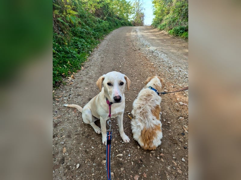 Lea – blonde Labradorretrivermischlingshündin