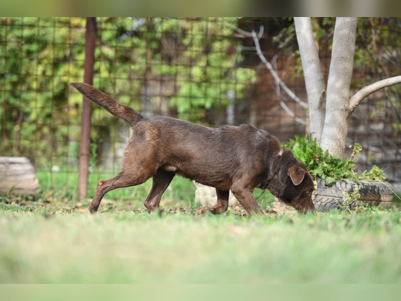 Toni - Labrador Schoko sucht sein Zuhause
