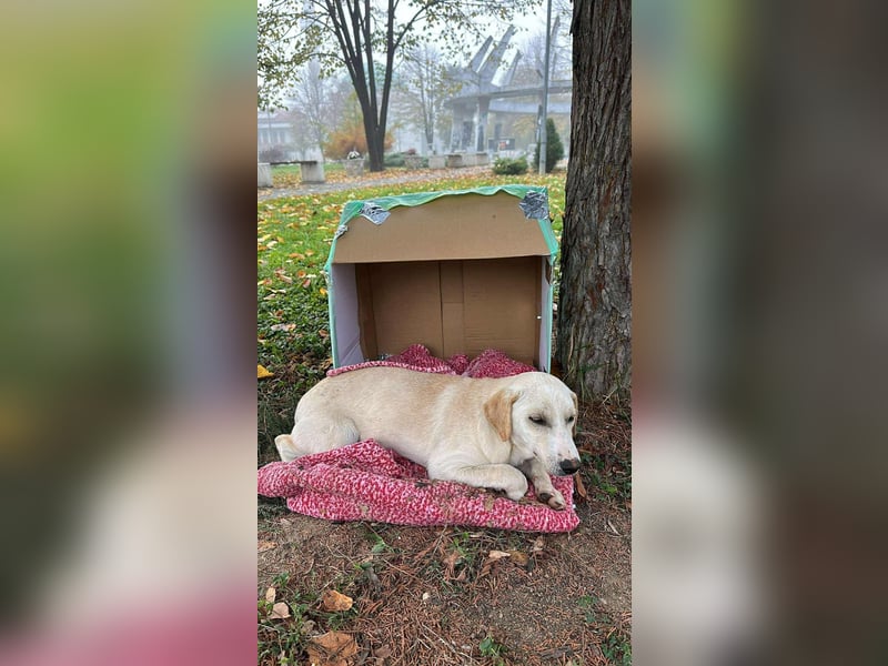 Lea – blonde Labradorretrivermischlingshündin
