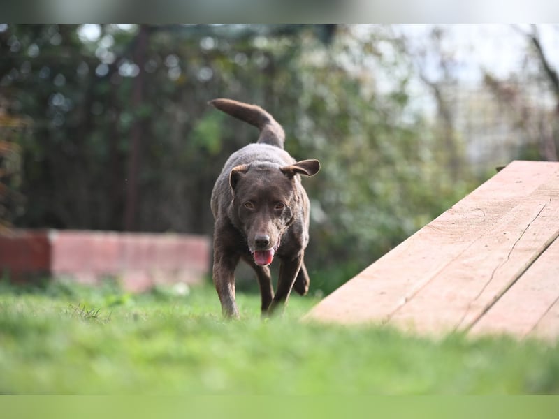 Toni - Labrador Schoko sucht sein Zuhause