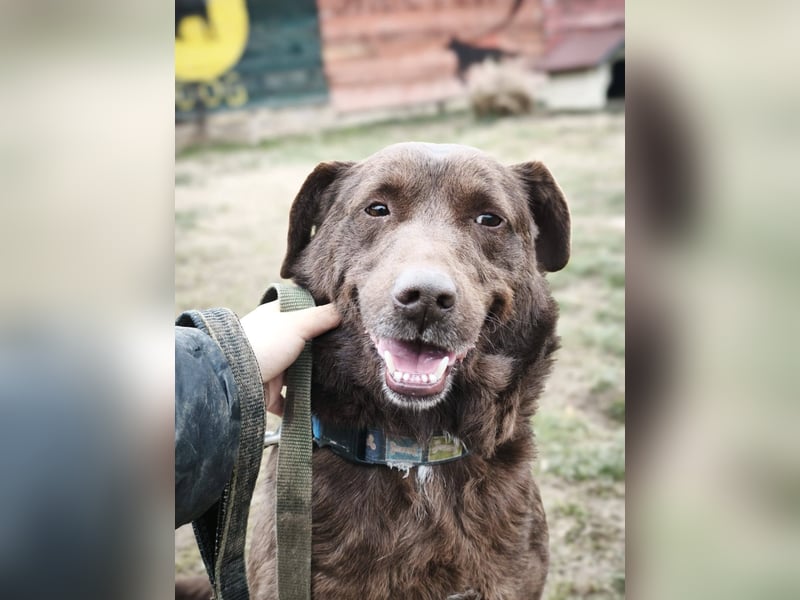 Toni - Labrador Schoko sucht sein Zuhause