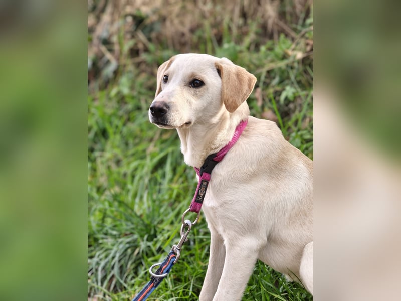 Lea – blonde Labradorretrivermischlingshündin