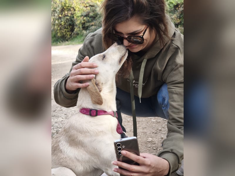 Lea – blonde Labradorretrivermischlingshündin