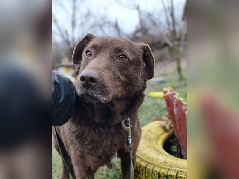 Toni - Labrador Schoko sucht sein Zuhause