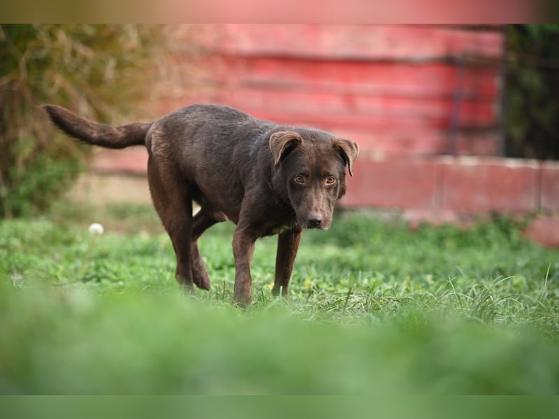 Toni - Labrador Schoko sucht sein Zuhause