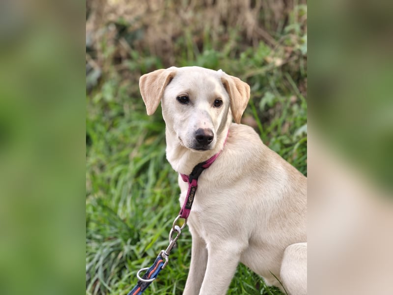 Lea – blonde Labradorretrivermischlingshündin