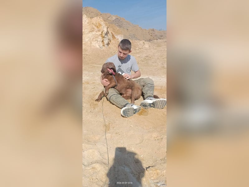 Toni - Labrador Schoko sucht sein Zuhause