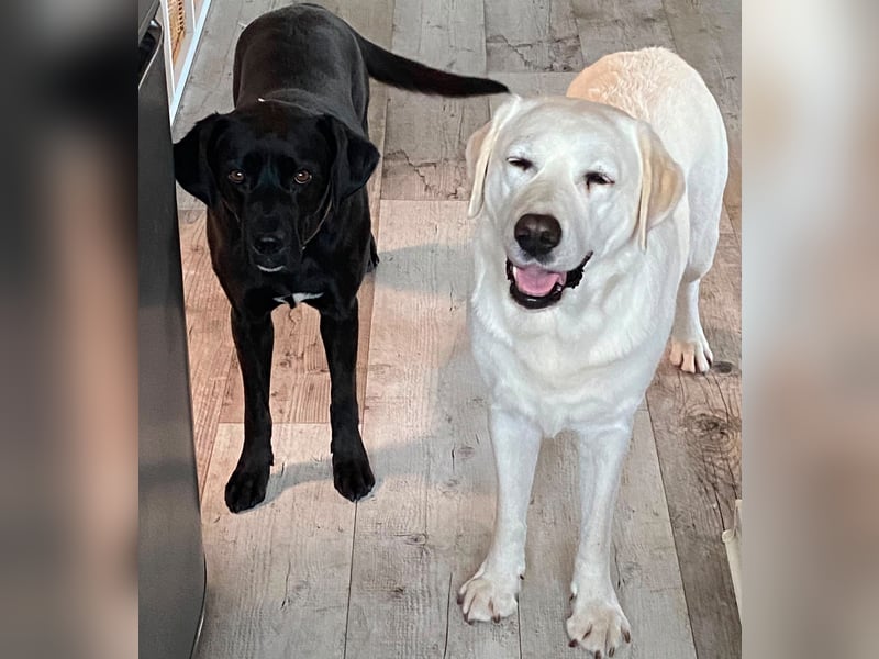 Kuma sucht ihre Menschen