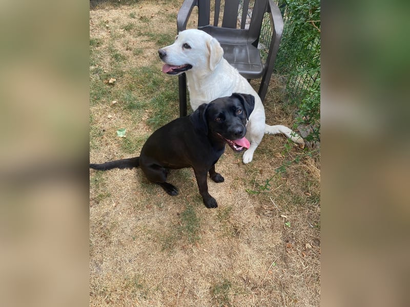 Kuma sucht ihre Menschen