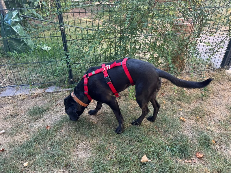 Kuma sucht ihre Menschen