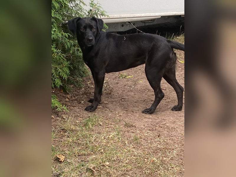 Kuma sucht ihre Menschen