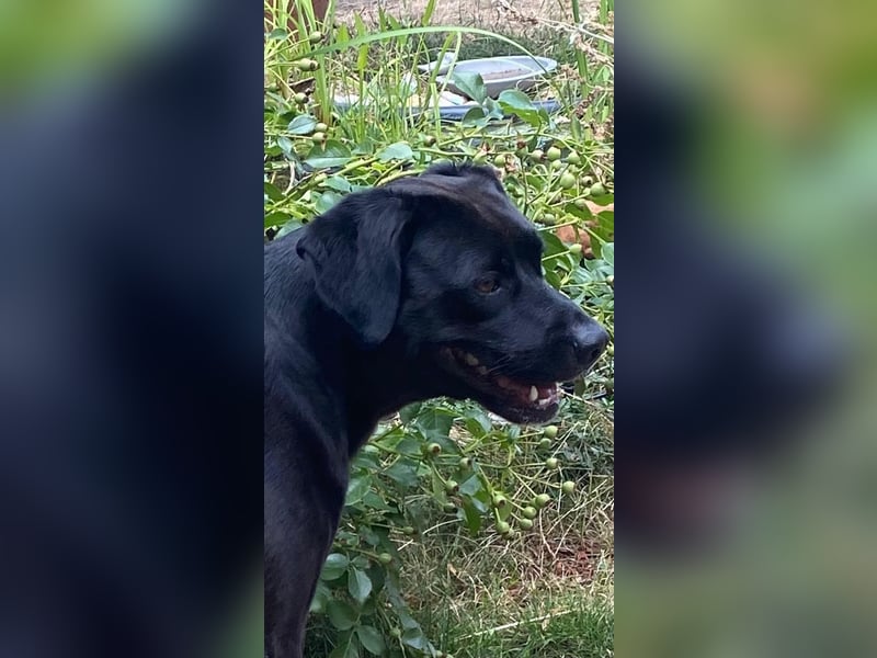 Kuma sucht ihre Menschen
