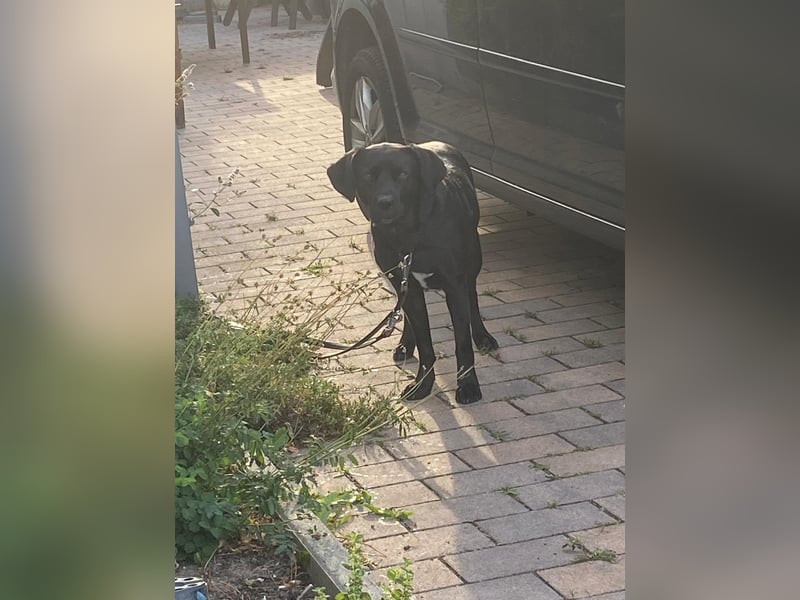 Kuma sucht ihre Menschen
