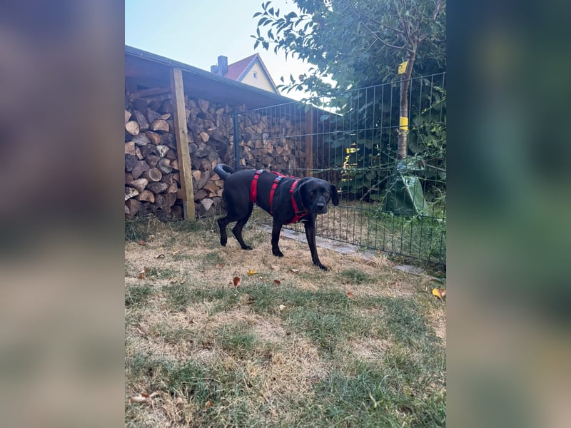 Kuma sucht ihre Menschen