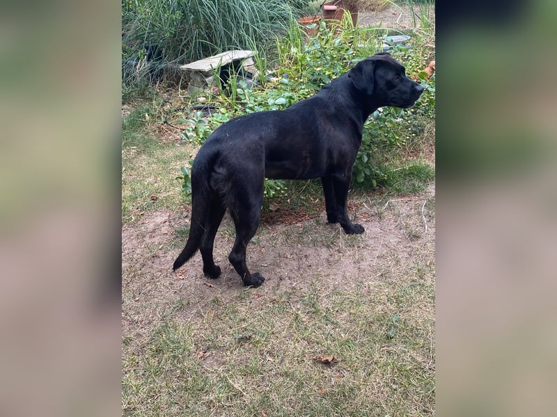 Kuma sucht ihre Menschen