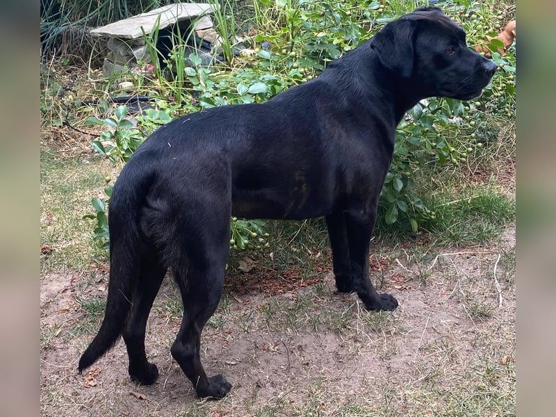 Kuma sucht ihre Menschen