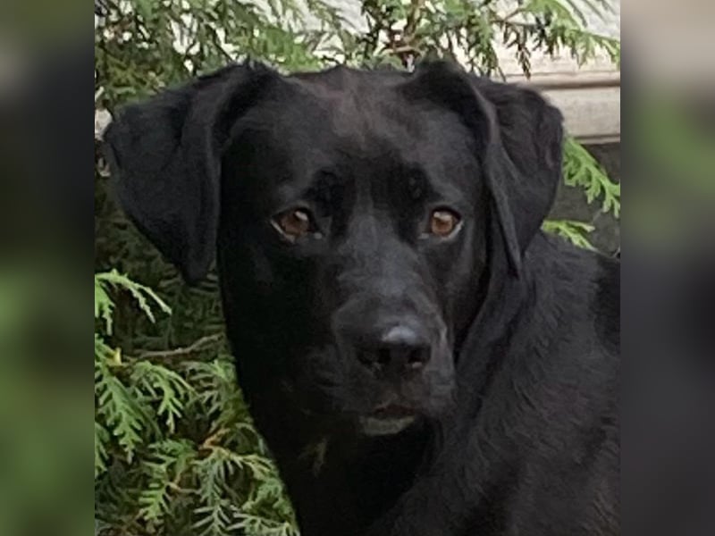 Kuma sucht ihre Menschen