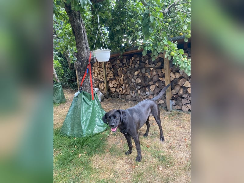 Kuma sucht ihre Menschen