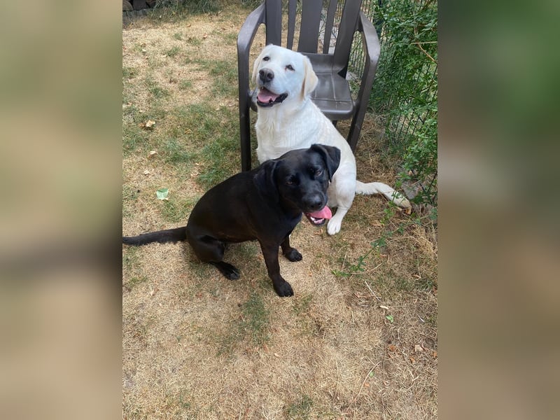 Kuma sucht ihre Menschen