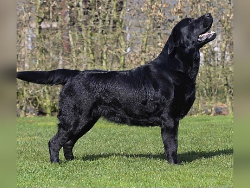 Labrador Welpen schwarz