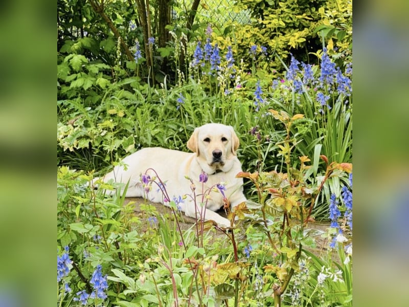 Labrador Welpen in gelb Hündin und Rüde