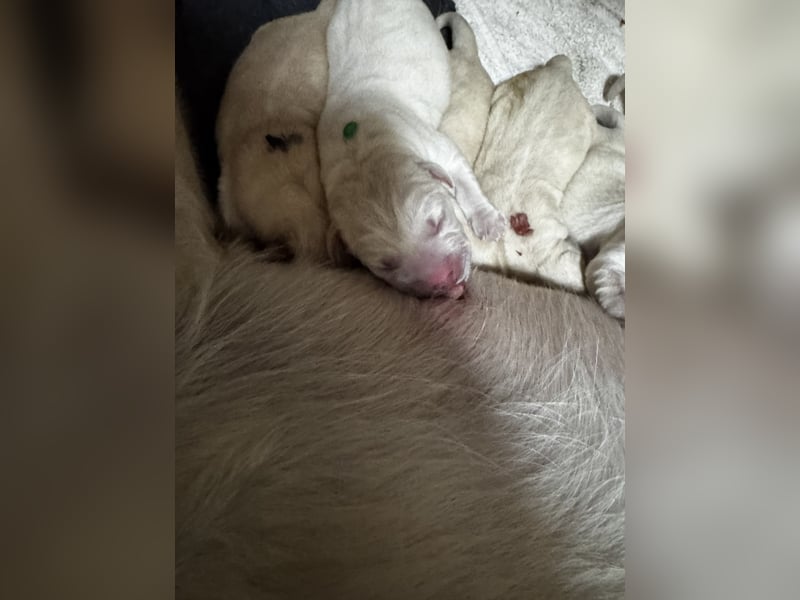 Labrador Welpen in gelb Hündin und Rüde