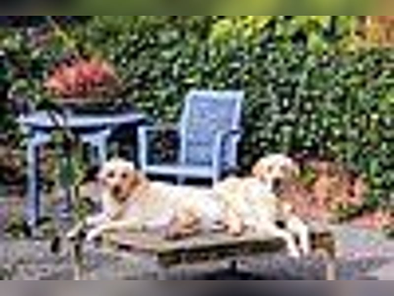 Labrador Welpen in gelb Hündin und Rüde