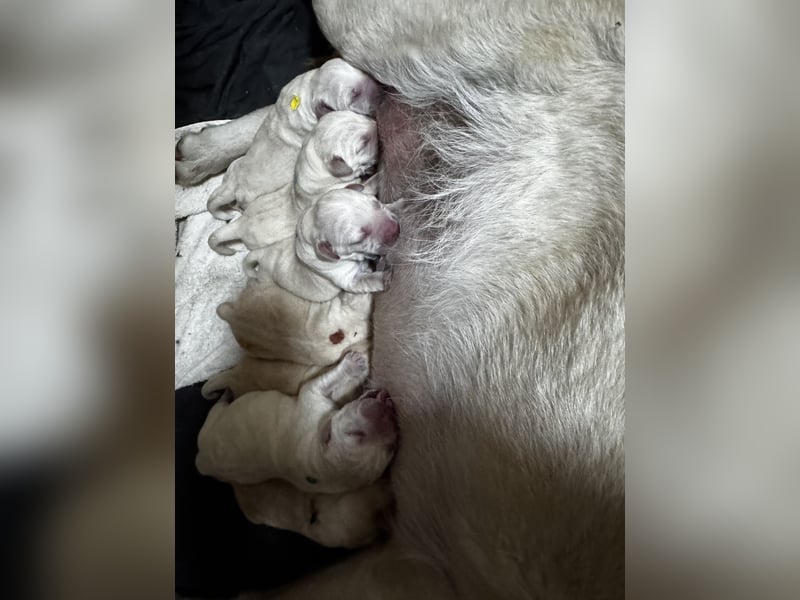 Labrador Welpen in gelb Hündin und Rüde